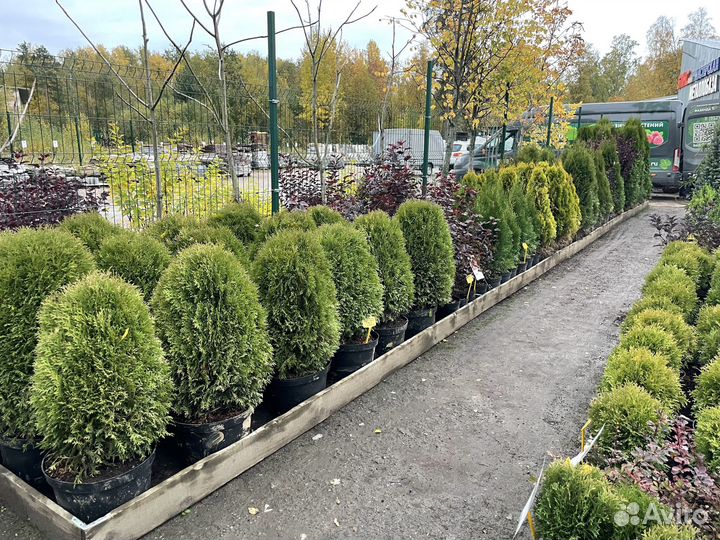 Саженцы. Деревья и кустарники. Зеленогорск