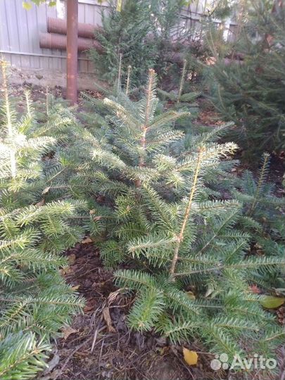 Пихта кавказская, пихта одноцветная