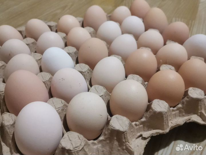 Домашние куриные яйца