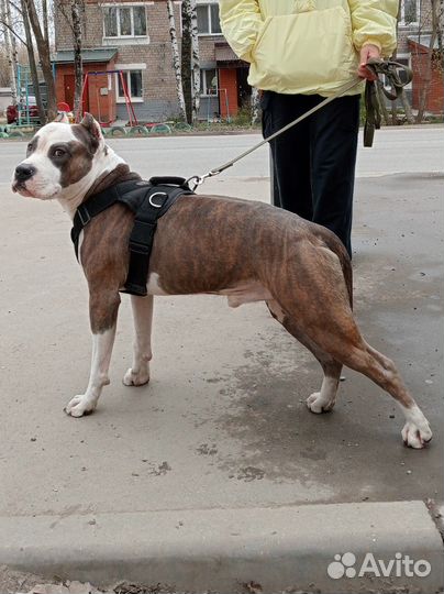 Амстафф вязка