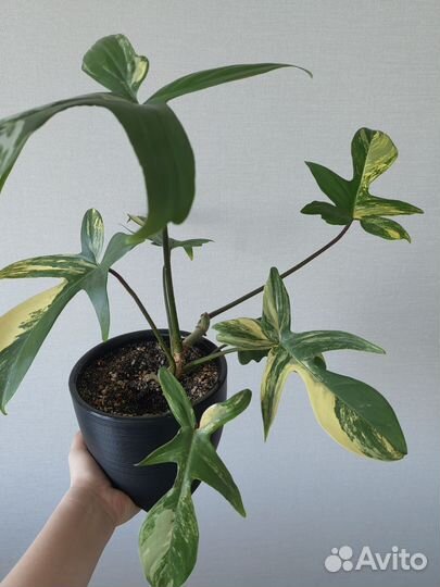 Филодендрон маска вариегатная 