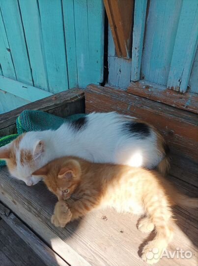 Котенок в добрые руки