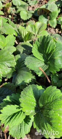 Рассада клубники