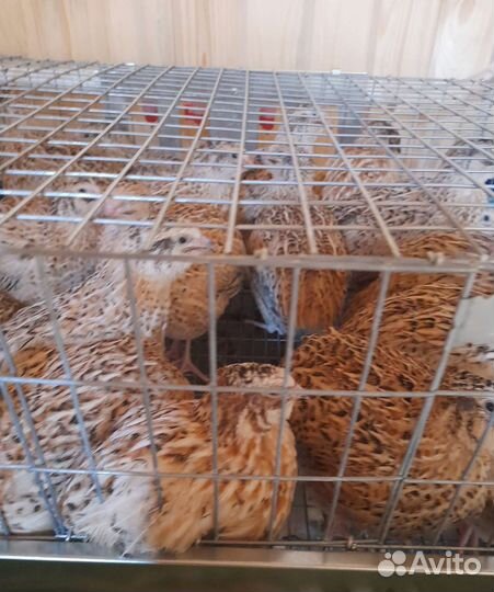 Перепела/яйцо