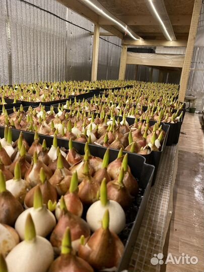 Луковицы тюльпанов оптом