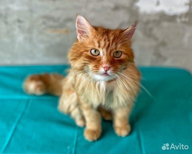 Кот Рыжик в добрые руки