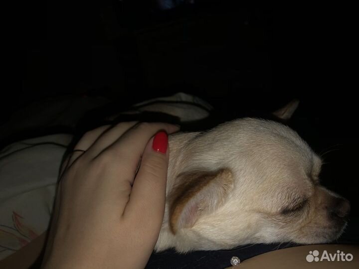 Передержка животных