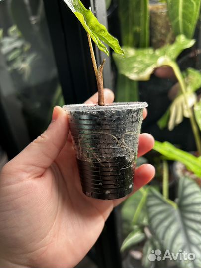 Алоказия небула, сабрина, гагеана вар