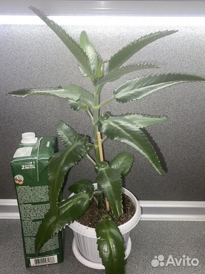 Каланхоэ лечебное