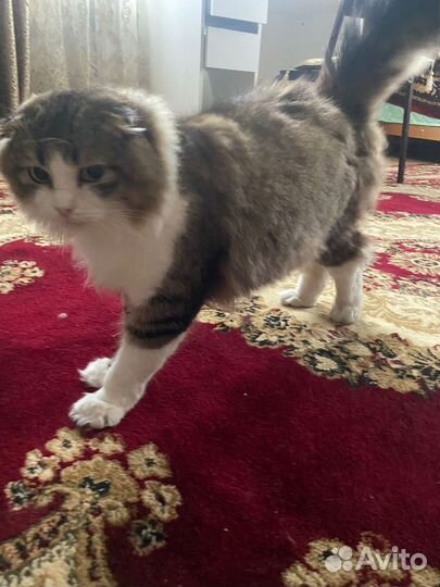 Котика в добрые руки