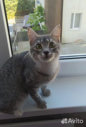 Кошка, девочка