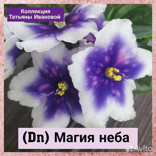 Сортовые фиалки, листочки, детки, взрослые, почтой