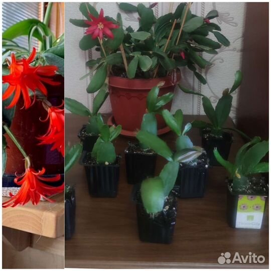 Рипсалидопсис