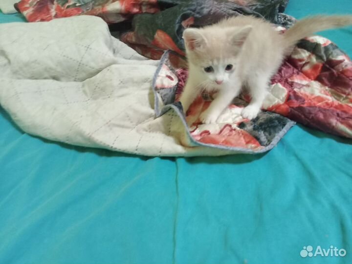 Отдам котика