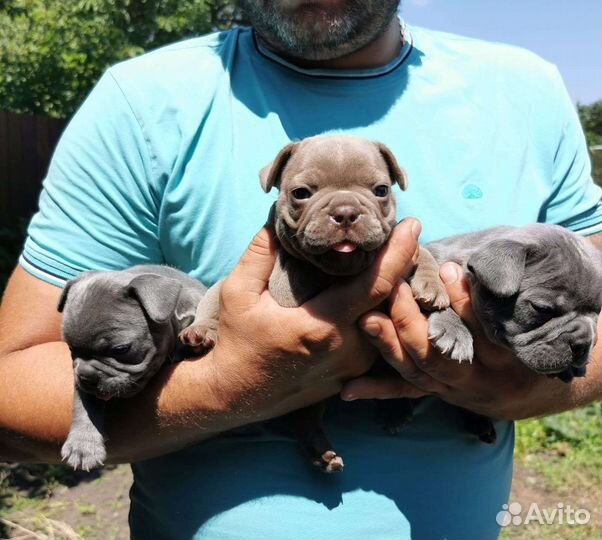 Голубые Френчики с изабеловым геном