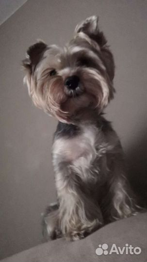 Йоркширский терьер Вязка