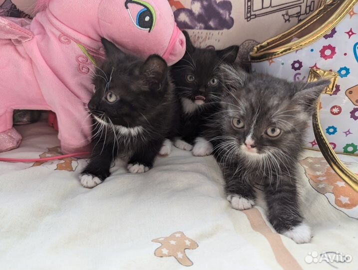 Котята от британской кошки ищут дом