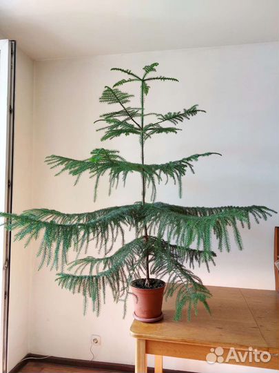 Араукария чилийская