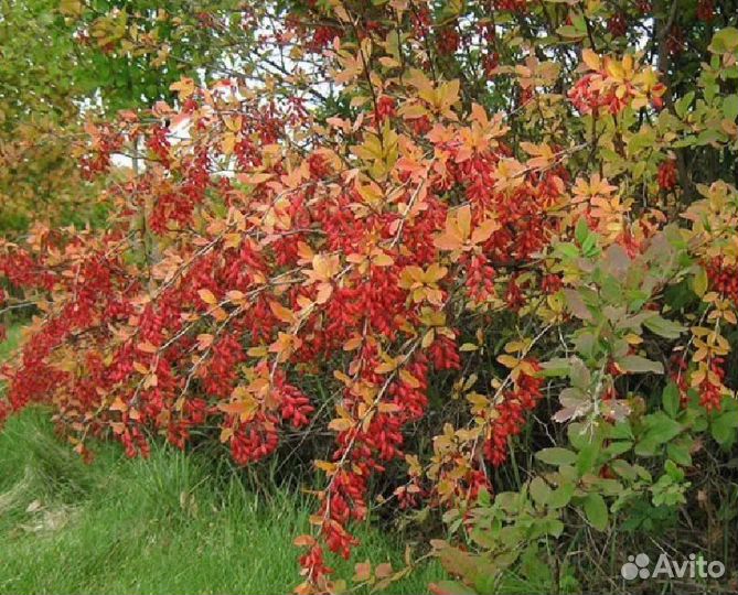 Барбарис плодовый / Изгородь / саженцы