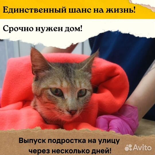 Молодая леопардовая полосатая кошка в добрые руки