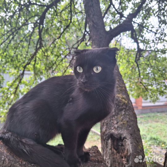 Кошка в дар