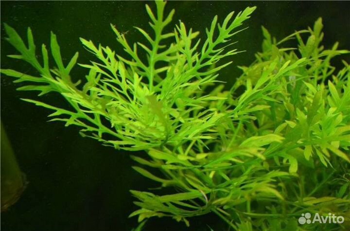 Набор аквариумных растений