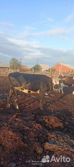 Коровы и телки