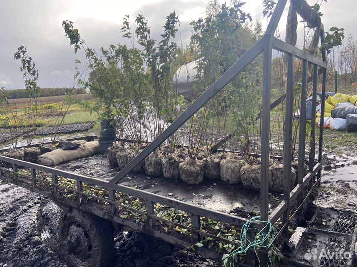 Клен гиннала