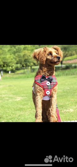 Жилет с поводком для кошки и собаки