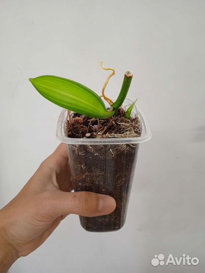 Орхидея ваниль пищевая. (Вариегатная)