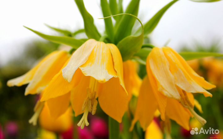 Многолетние растения