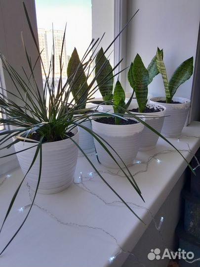 Сансевиерия(щучий хвост) 6 шт
