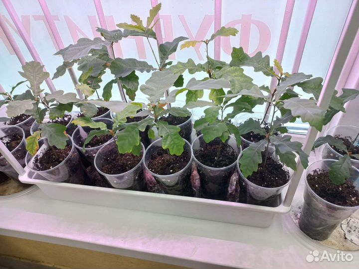 Рассада дубов