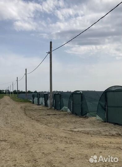 Саженцы клубники (кассетка, фриго)