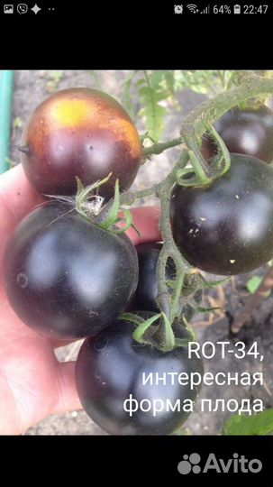 Семена сортовых томатов