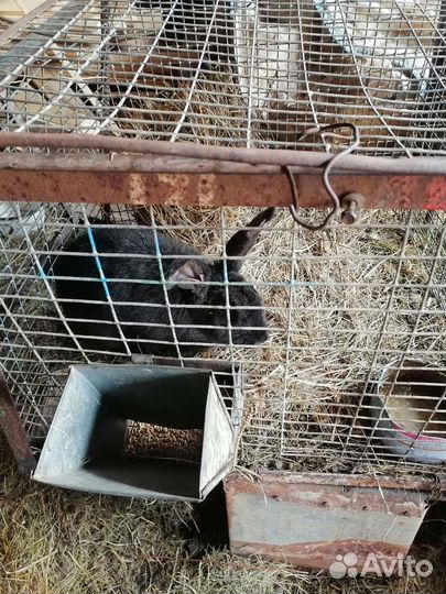 Кролики мясных пород