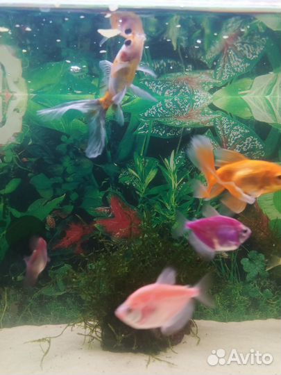 Аквариум с рыбками