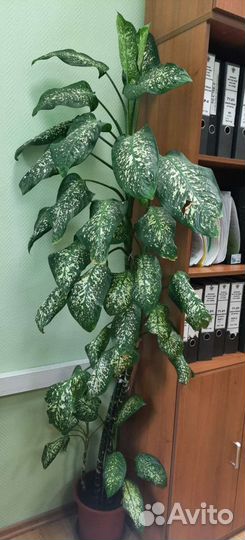 Диффенбахия