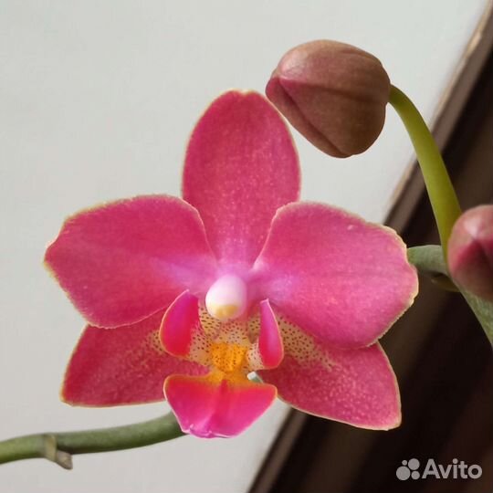 Орхидея фаленопсис парфюмерная фабрика