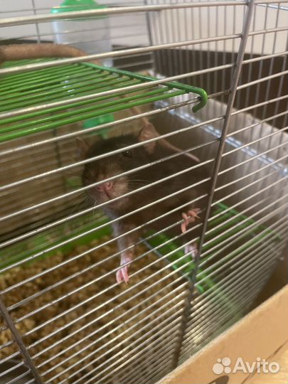 Крысы с клеткой отдам бесплатно