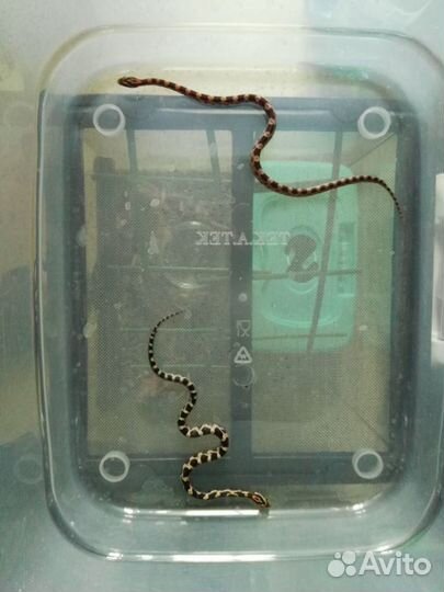 Малыши маисового полоза