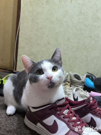 Котик на вязку