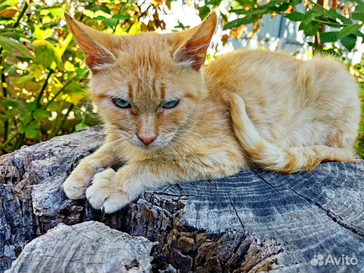 Кошка в дар