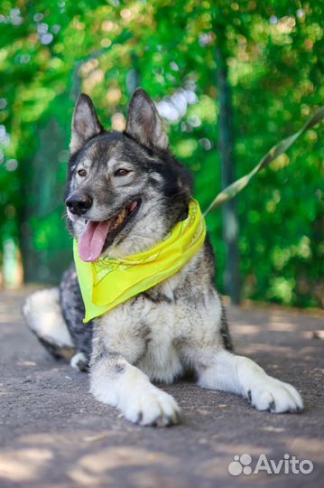 Метис хаски Гром ищет дом