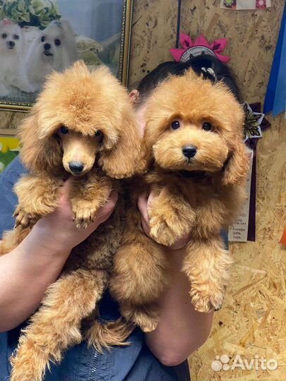 Щенки пуделя