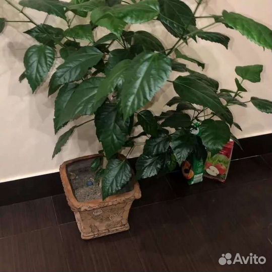 Китайская роза