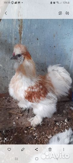 Петушки китайской шелковой породы