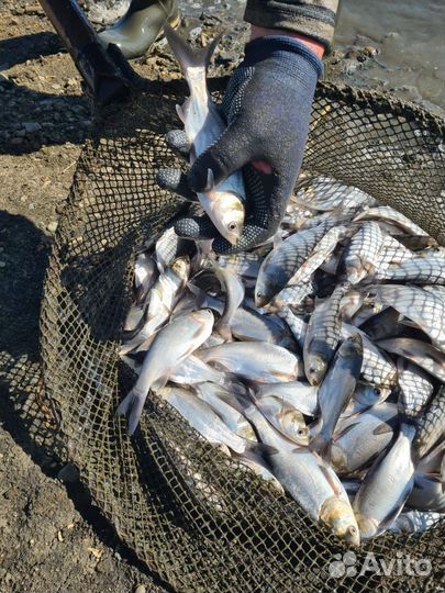 Живая рыба толстолобик