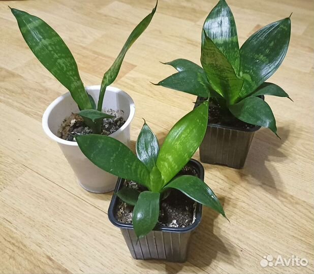 Сансевьера Щучий хвост Ханни