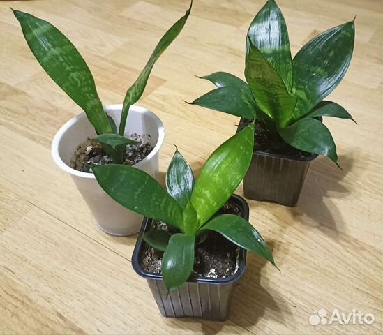 Сансевьера Щучий хвост Ханни